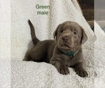 Puppy Green male Labrador Retriever