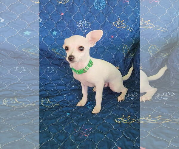 Medium Photo #3 Chihuahua Puppy For Sale in Yuba City, CA, USA