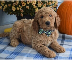 Goldendoodle Puppy for sale in COSHOCTON, OH, USA