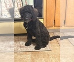 Image preview for Ad Listing. Nickname: Rufus