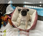 Small Photo #4 Pug Puppy For Sale in BERWYN, IL, USA