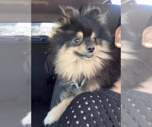 Pomeranian Dogs for adoption in Agoura Hills, CA, USA