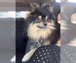 Small Pomeranian