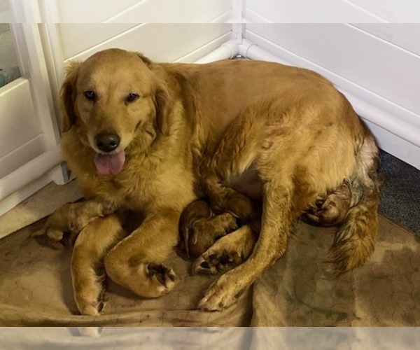 Medium Photo #1 Golden Retriever Puppy For Sale in MODESTO, CA, USA