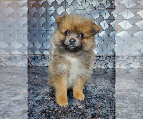 Medium Photo #1 Pomeranian Puppy For Sale in ELKHART, IN, USA