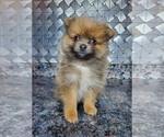 Small Photo #1 Pomeranian Puppy For Sale in ELKHART, IN, USA