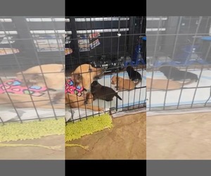 Chihuahua-Unknown Mix Dogs for adoption in Virginia Beach, VA, USA