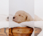 Small Photo #4 Mastidoodle Puppy For Sale in APEX, NC, USA