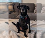Small #1 Chihuahua Mix