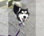 Small Siberian Husky