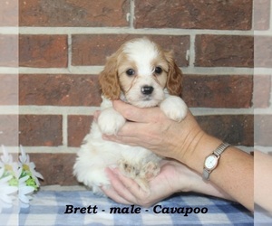 Cavapoo (Miniature) Puppy for sale in CLARKRANGE, TN, USA