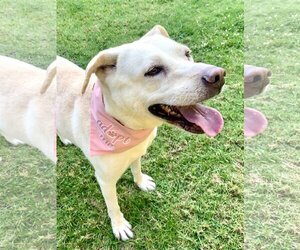 Maddy - Female Labrador Retriever-Unknown Mix Dog for Adoption - Photo #3