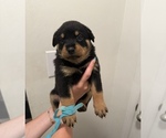 Puppy Blue Rottweiler