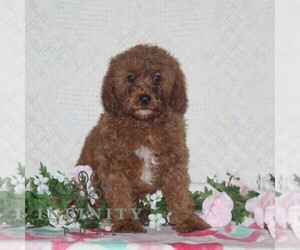 Cavapoo Puppy for sale in RISING SUN, MD, USA