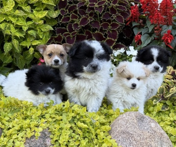 Medium Photo #7 Pomeranian Puppy For Sale in CURTISS, WI, USA