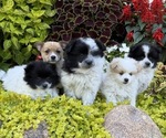 Small #6 Pomeranian