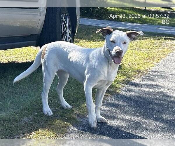 Medium Photo #1 American Pit Bull Terrier-American Staffordshire Terrier Mix Puppy For Sale in Ocala, FL, USA