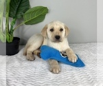 Small Photo #2 Labrador Retriever Puppy For Sale in FRANKLIN, IN, USA