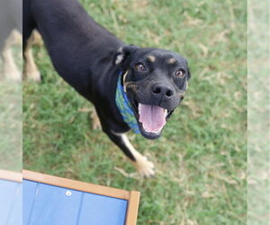 Mutt Dogs for adoption in San Antonio, TX, USA