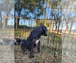 Small #9 Catahoula Leopard Dog