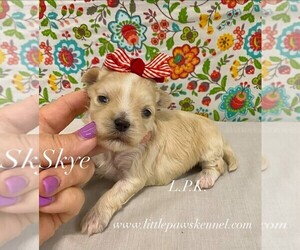 Maltipoo (Toy) Puppy for sale in WINNSBORO, LA, USA