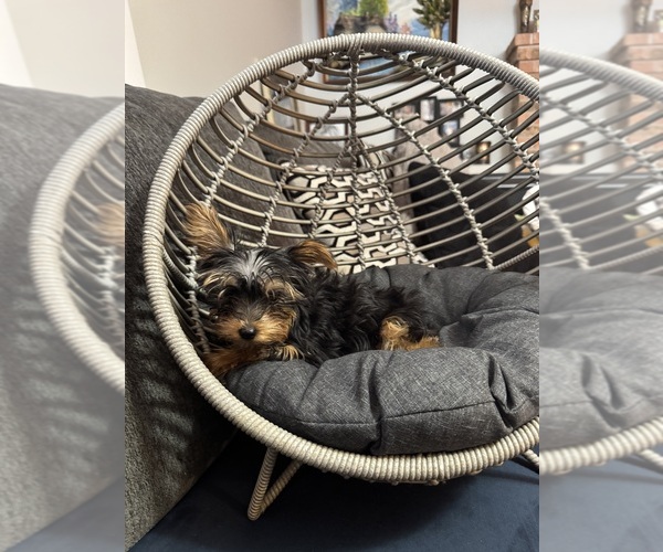 Medium Photo #12 Yorkshire Terrier Puppy For Sale in PORTLAND, OR, USA