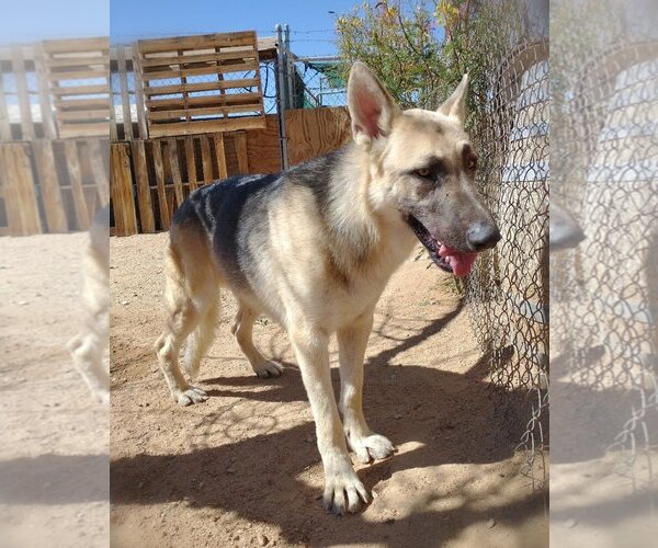 Medium Photo #4 German Shepherd Dog Puppy For Sale in Apple Valley, CA, USA