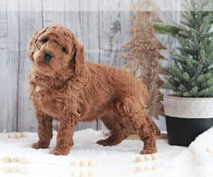 Poodle (Miniature) Puppy for sale in FREDERICKSBURG, OH, USA