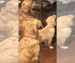 Small Photo #3 Golden Retriever Puppy For Sale in EAST FREEHOLD, NJ, USA