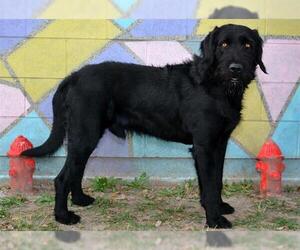 GIANT SCHNAUZER -Unknown Mix Dogs for adoption in West Valley, UT, USA
