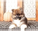 Small #2 Pomeranian
