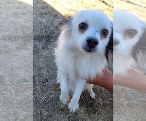 Pomeranian Puppy for sale in GARWOOD, ID, USA