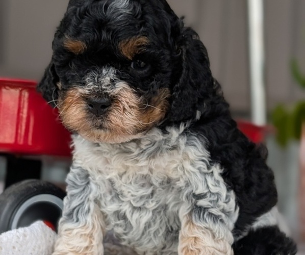 Medium Photo #41 Cockapoo (Miniature) Puppy For Sale in GOSHEN, IN, USA