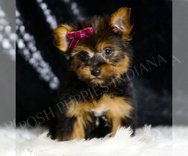 Medium Photo #1 Yorkshire Terrier Puppy For Sale in WARSAW, IN, USA