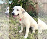 Small #4 Great Pyrenees