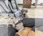 Small Photo #24 Great Dane Puppy For Sale in BOW, NH, USA