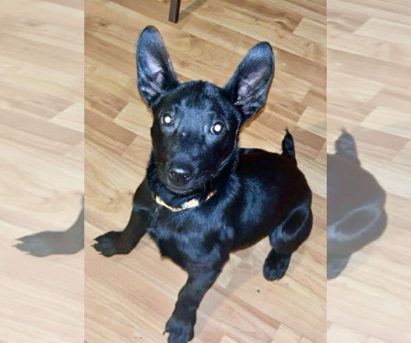 Medium Photo #3 Collie-Unknown Mix Puppy For Sale in SHERBURNE, NY, USA