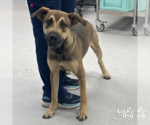 Small #2 Labrador Retriever Mix