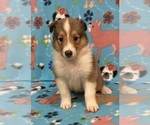 Puppy Puppy 7 Collie