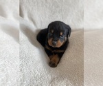 Small Photo #11 Rottweiler Puppy For Sale in ELLENVILLE, NY, USA