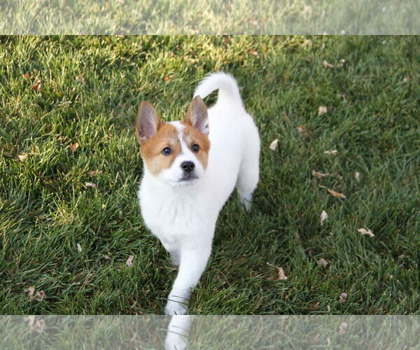 Medium Photo #4 Collie-Unknown Mix Puppy For Sale in Sandy, UT, USA