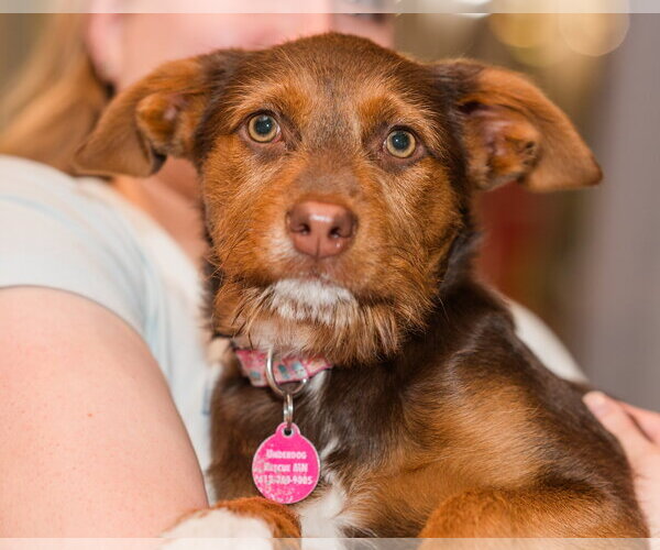 Medium Photo #2 Jack Russell Terrier-Unknown Mix Puppy For Sale in St. Louis Park, MN, USA