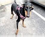 Small Doberman Pinscher