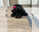Small Photo #1 Sheepadoodle Puppy For Sale in FRANKLINTON, LA, USA