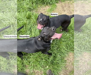 December - Female Lab-Pointer Dog for Adoption - Photo #2