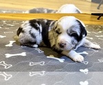 Puppy Boy 1 Australian Shepherd