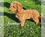 Small Photo #22 Goldendoodle (Miniature) Puppy For Sale in REED CITY, MI, USA