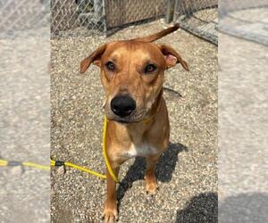 Boxer-Unknown Mix Dogs for adoption in Palmetto, FL, USA