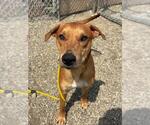 Small Boxer Mix