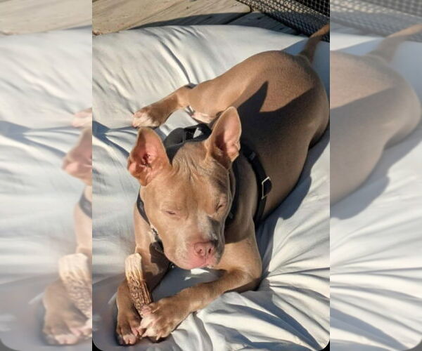 Medium Photo #9 American Bulldog-French Bulldog Mix Puppy For Sale in Brights Grove, Ontario, Canada